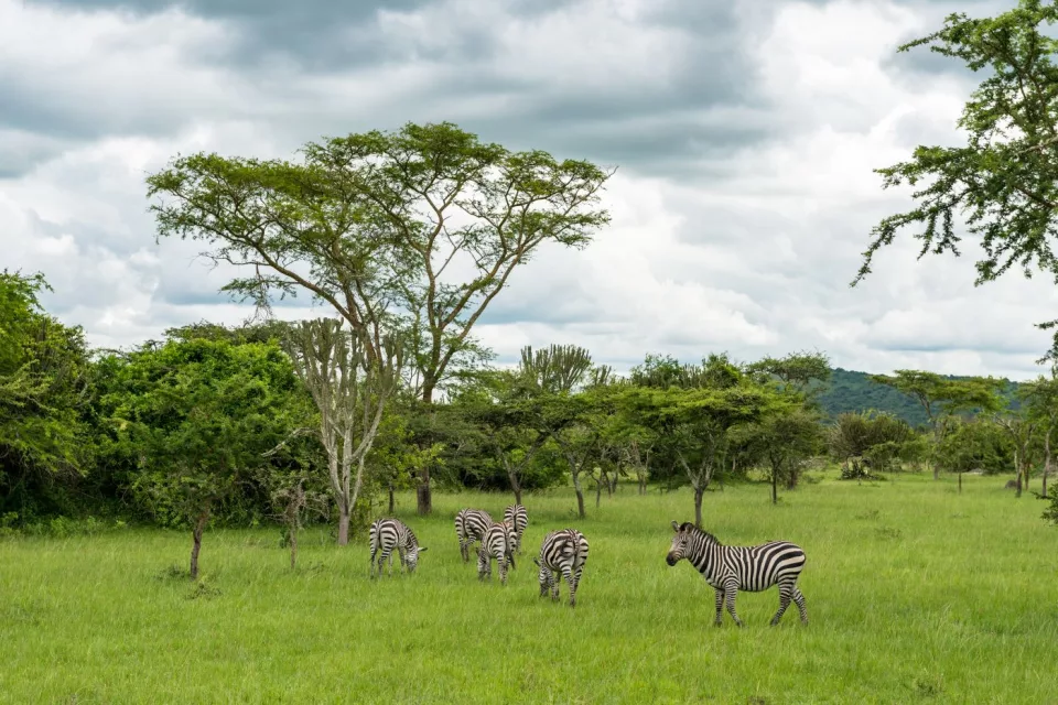 Uganda: nel regno dei primati